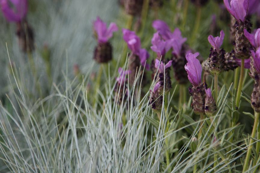 I Don’t Need Silence: Finding Calm in a Sensory Garden in Inverness, Scottish Highlands