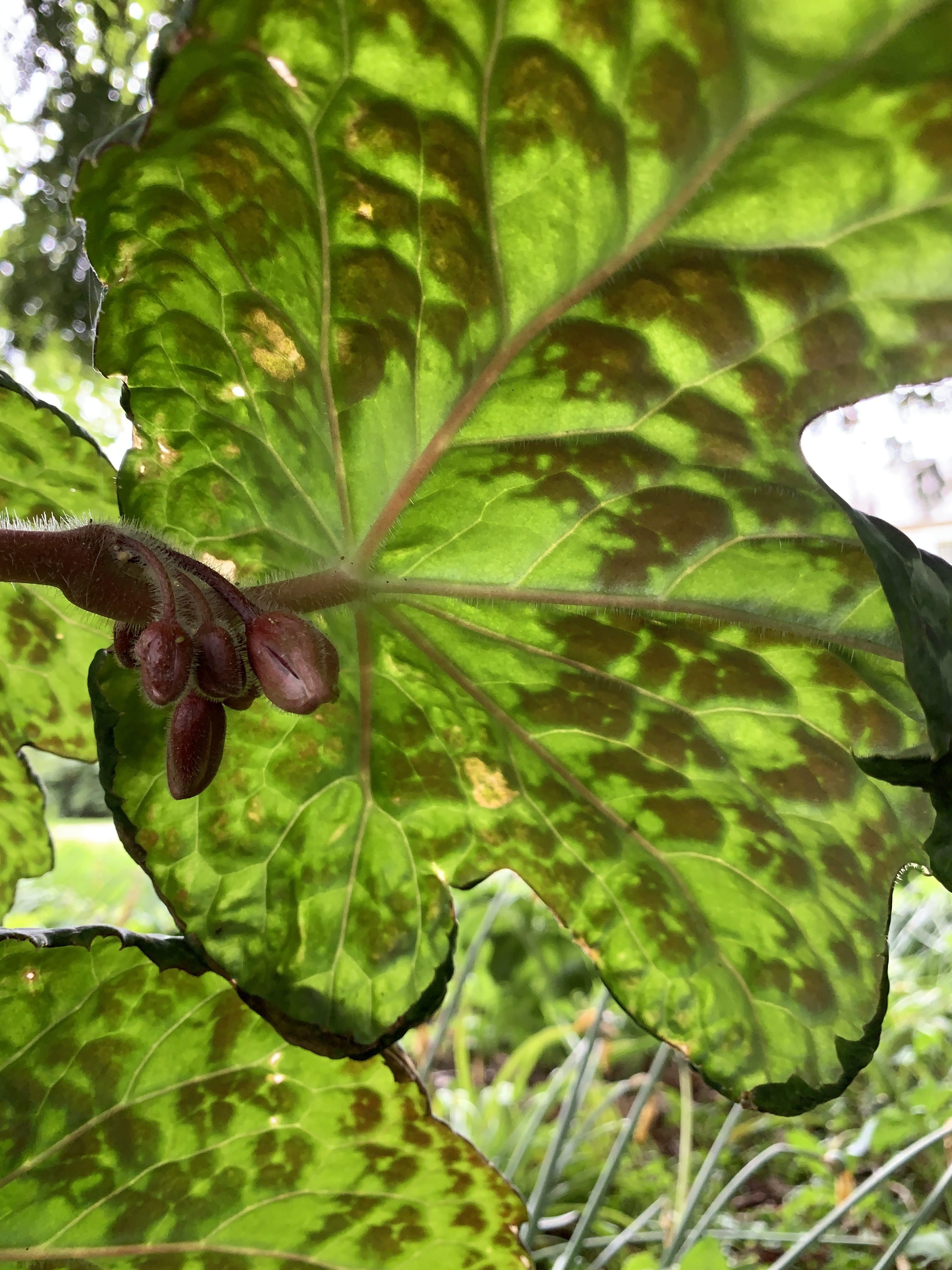 Where Hardy Meets Unexpected: Gardens of the Scottish Highlands