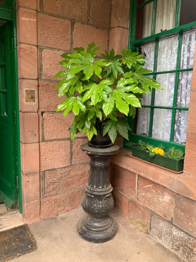 Fatsia in container