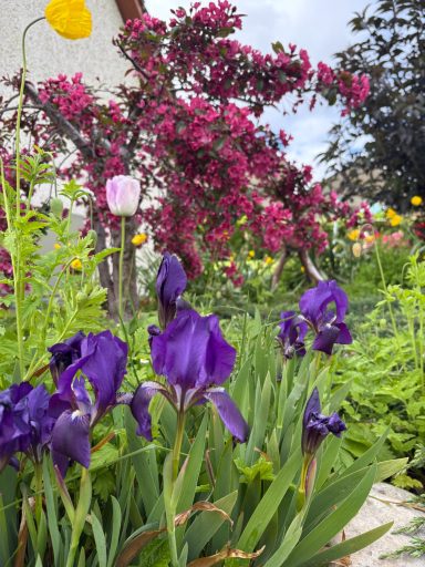 Purple irises in foreground with vibrant pink flowering tree and assorted blooms behind.