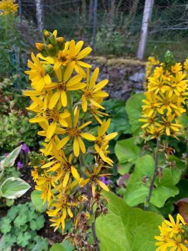 Ligularia przewalskii