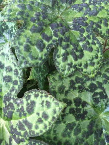 Podophyllum 'Spotty Dotty'