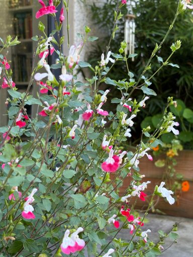 Salvia microphylla 'Hot Lips'