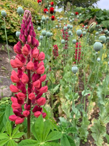 Lupinus red