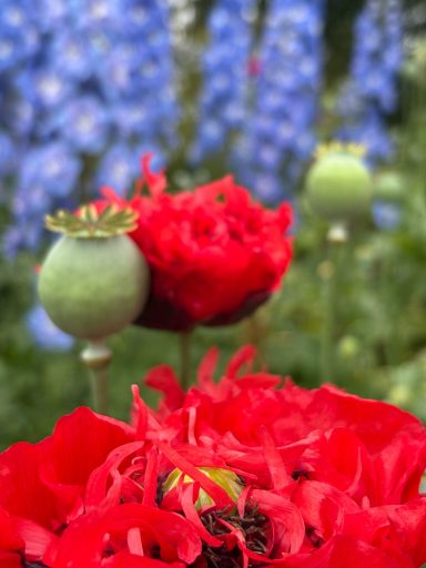 Papaver somniferum