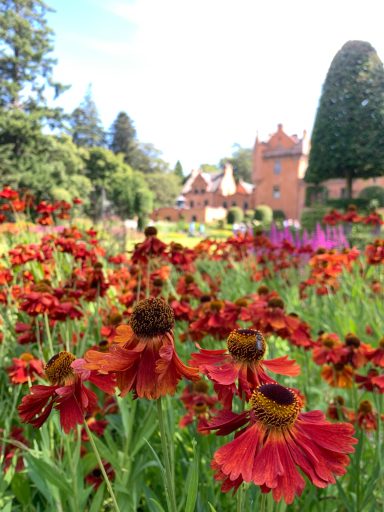 Helenium 'Moerheim Beauty'