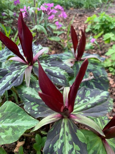 Trillium cuneatum