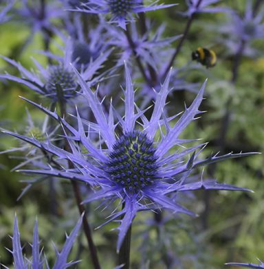 Eryngium sp.