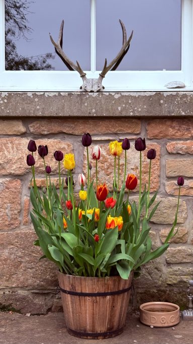 Tulips in wooden planter
