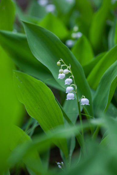 Convallaria majalis