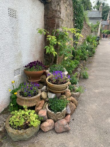 Plants in containers