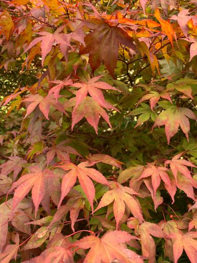Acer palmatum 'Osakazuki'