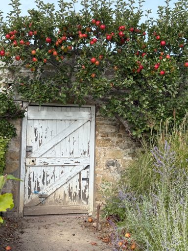 Apple tree above garden door