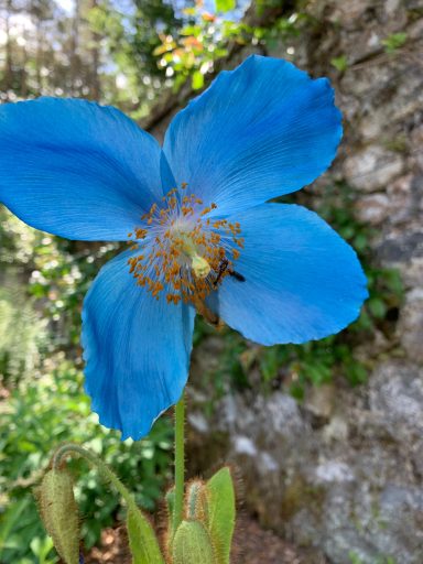 Meconopsis betonicifolia