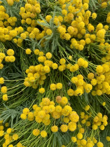 Santolina chamaecyparissus