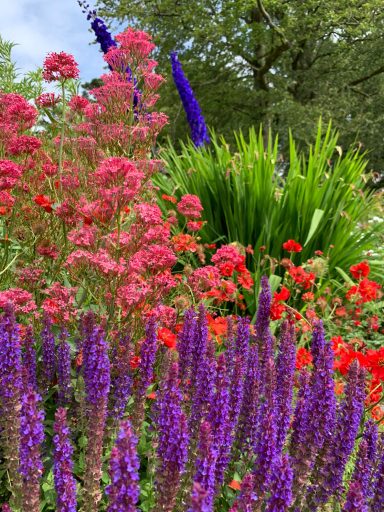 Garden plants combination