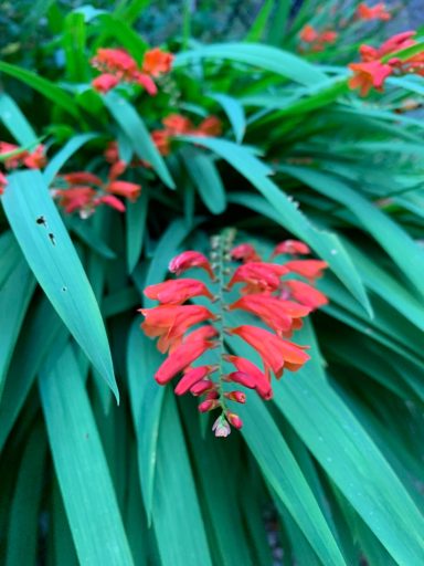 Crocosmia 'Lucifer'