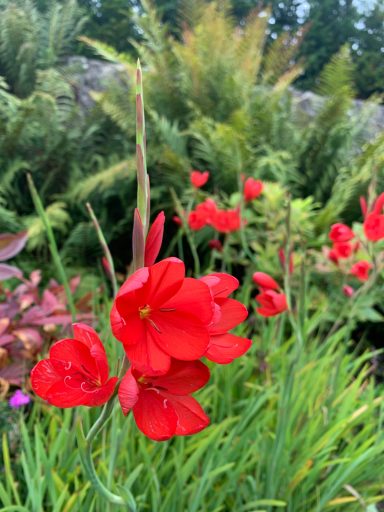 Red Hesperantha coccinea 'Major'