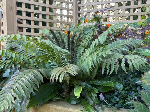 Matteuccia struthiopteris