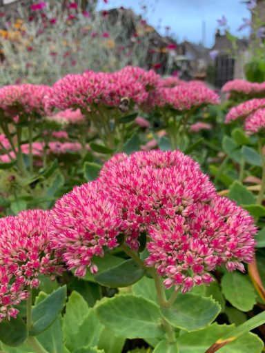 Hylotelephium spectabile 