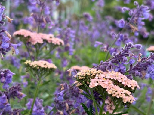 Soft pink Achillea and Nepeta
