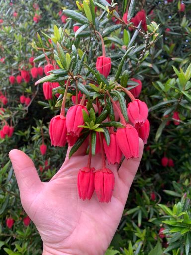 Crinodendron hookerianum
