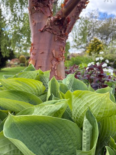 Close-up of lush green hosta leaves in a garden, with a textured tree trunk in the background.
