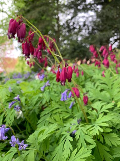 Dicentra formosa
