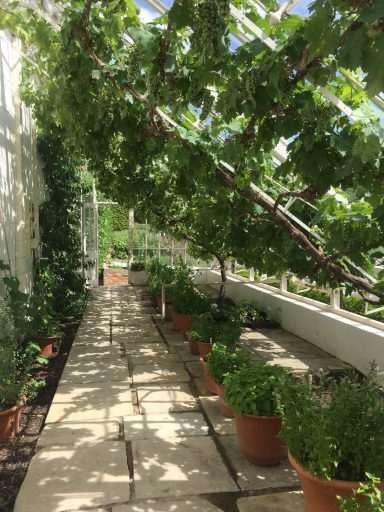 greenhouse