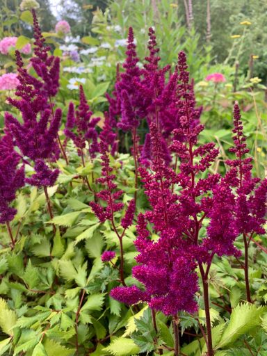  Astilbe
