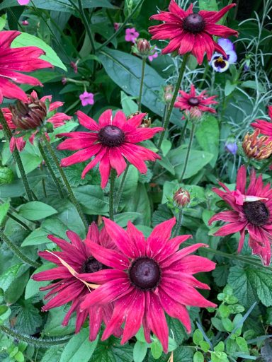 Rudbeckia hirta 'Cherry Brandy'