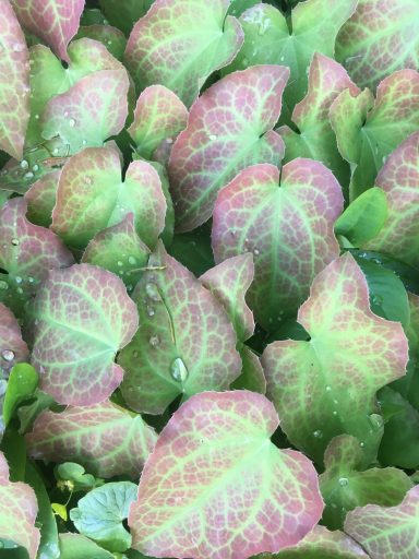 Epimedium rubrum leaves