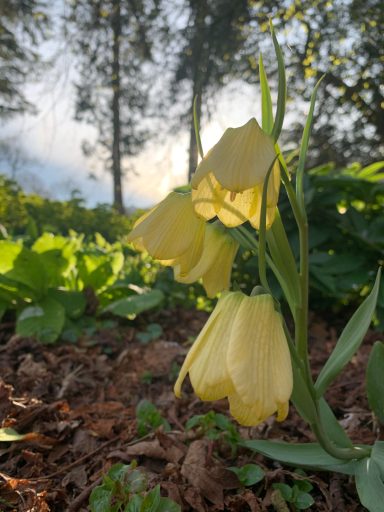 Fritillaria pallidiflora