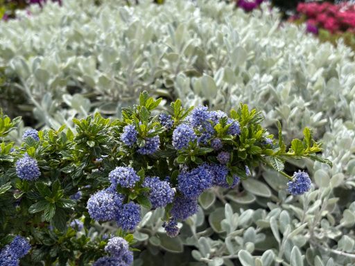 Purple flowers with silvery foliage in a vibrant garden setting.