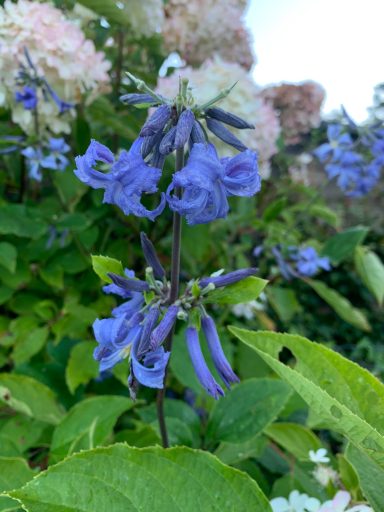 Clematis heracleifolia 'Cote d'Azur' 