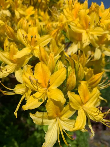Rhododendron luteum,