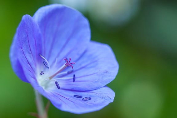 Geranium pratense