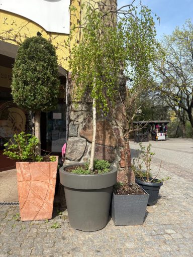 Trees in large pots
