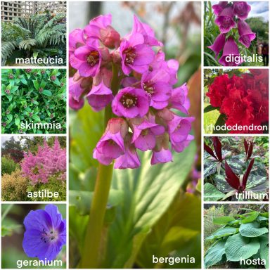 Flash card with shade loving plant selection