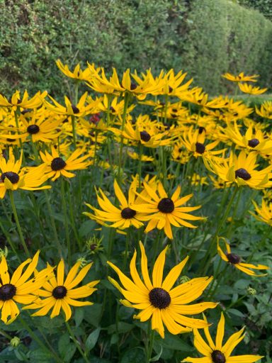 Rudbeckia fulgida