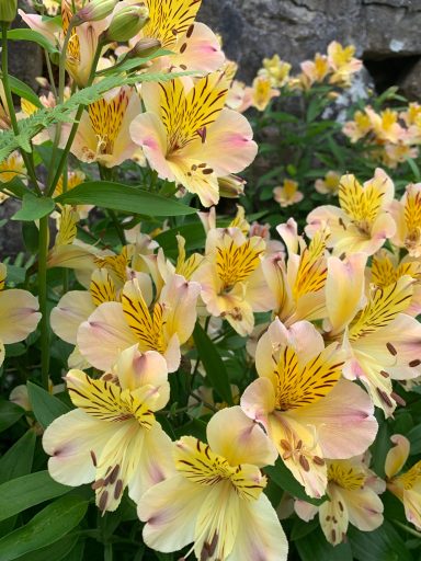 Alstroemeria inticancha