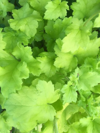 Heuchera 'Lime Marmalade'