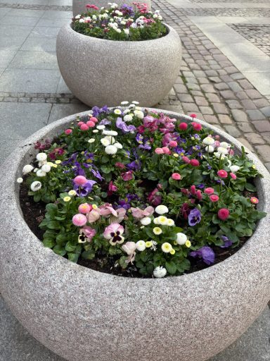 large planter with spring bedding plants