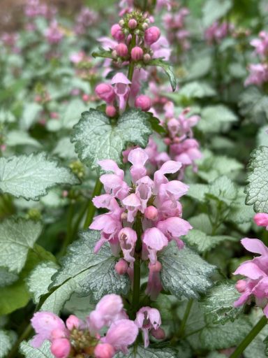 Lamium maculatum 'Roseum'