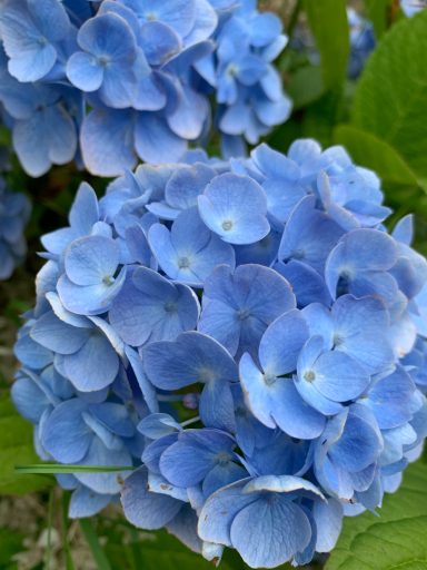 Hydrangea macrophylla 