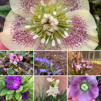 Flash card with spring flowering plants