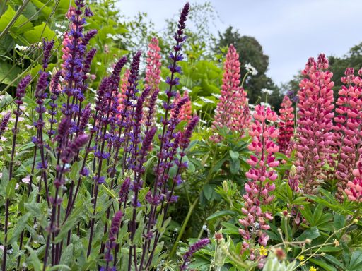 Salvia nemorosa with Lupin