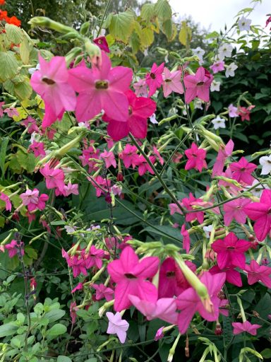 Nicotiana pink