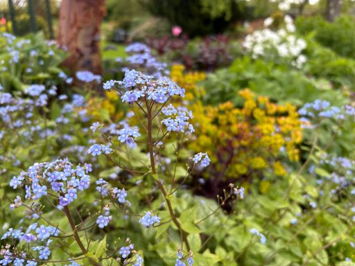 Clusters of small blue flowers amidst a vibrant garden with yellow and white blooms.