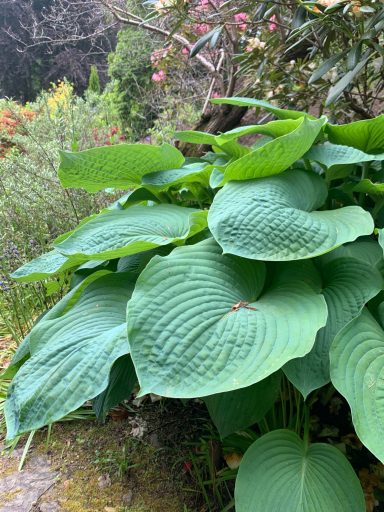 Hosta